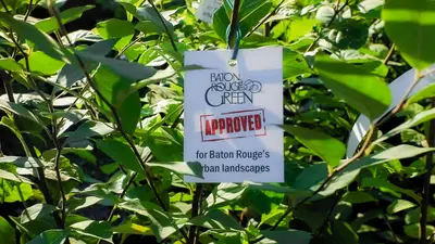 The Tree Spree at Clegg's Nursery Siegen Lane
