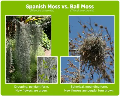 Spanish Moss vs. Ball Moss. Spanish Moss - Drooping, pendant form. New flowers are green. Ball Moss - Spherical, mounding form. New flowers are purple, turn brown.