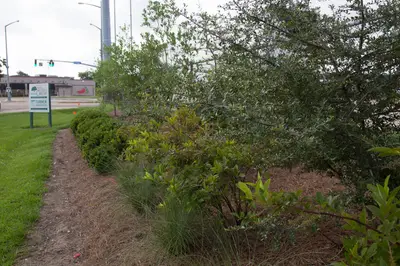 Trees planted alongside highway