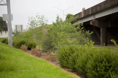 Trees planted alongside highway